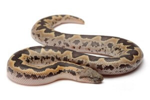 Eryx conicus